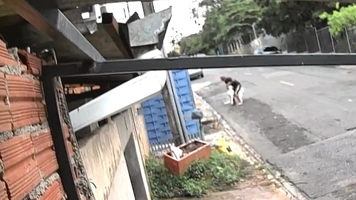 Criança de 4 anos é internada após ataque de cão da raça pitbull em Campinas