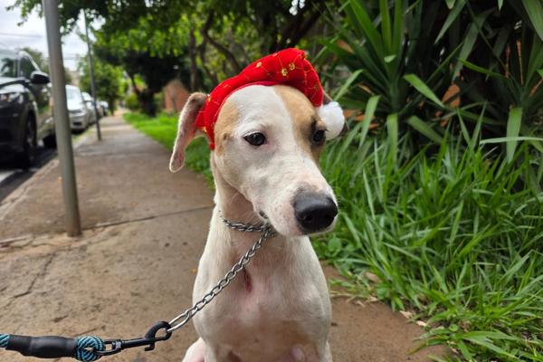 Prefeitura de Ribeirão Preto realiza feira de adoção de animais neste sábado