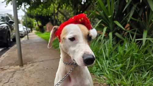 Prefeitura de Ribeirão Preto realiza feira de adoção de animais neste sábado