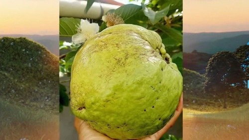 Goiaba com mais de 1 kg surpreende moradores e especialistas em Goiás