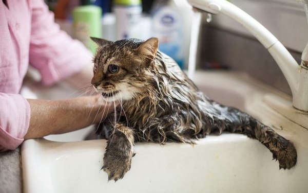 #AmigoPetMelody: Banho em gatos faz mal ou não