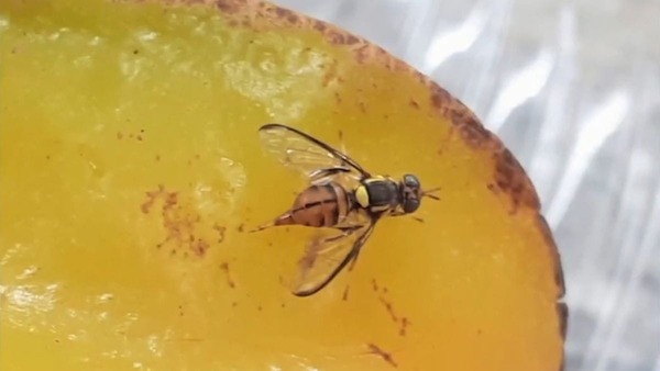 Ministério decreta quarentena no Amazonas devido à mosca da carambola