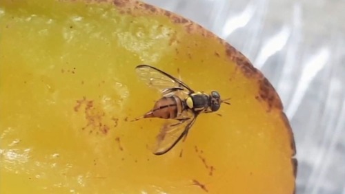 Ministério decreta quarentena no Amazonas devido à mosca da carambola