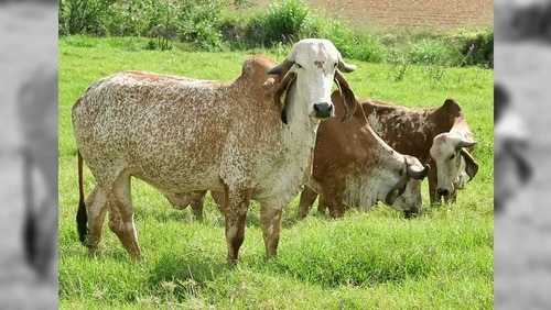 Agricultura ou pecuária: saiba qual atividade é a mais rentável no Brasil