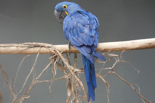 Bosque e Zoológico Dr. Fábio Barreto promove ação para escolha do nome de seis animais