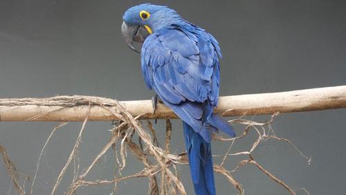 Bosque e Zoológico Dr. Fábio Barreto promove ação para escolha do nome de seis animais