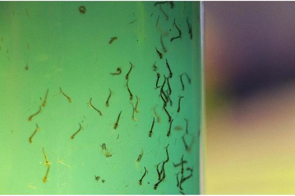 Boletim Dengue 2026: Casos apresentam queda, mas risco aumenta com calor e chuvas