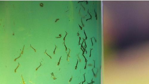 Boletim Dengue 2026: Casos apresentam queda, mas risco aumenta com calor e chuvas