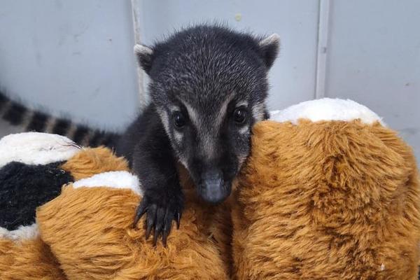 Berçário do Cetras Morro de São Bento acolhe filhotes de diversas espécies em reabilitação