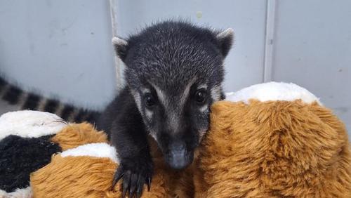 Berçário do Cetras Morro de São Bento acolhe filhotes de diversas espécies em reabilitação