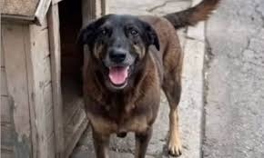 Adolescentes que mataram cão Orelha a pauladas tentaram afogar outro animal