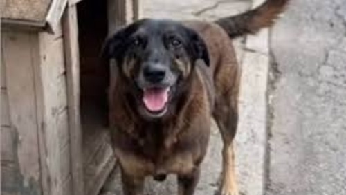 Adolescentes que mataram cão Orelha a pauladas tentaram afogar outro animal