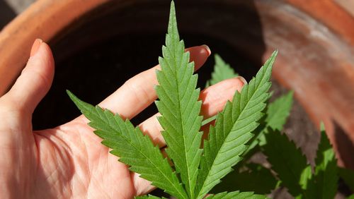 Anvisa discute nesta quarta regras para a produção de cannabis no país