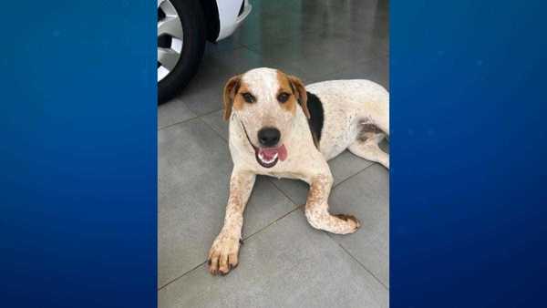 Cachorro comunitário Abacate morre após ser baleado em Toledo, no Paraná