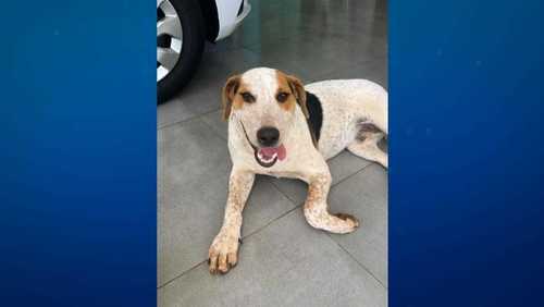 Cachorro comunitário Abacate morre após ser baleado em Toledo, no Paraná