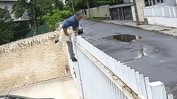 Polícia recupera cachorro furtado e vendido por criminoso no DF