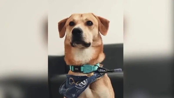 Dois adolescentes acusados de matar cão "Orelha" estão de férias na Disney