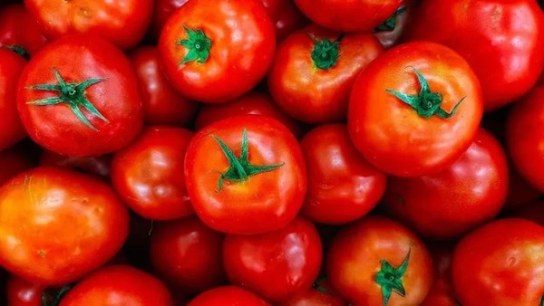 Calor e chuvas prejudicam produção de tomate e preços disparam no Brasil