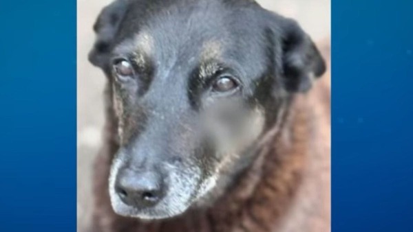 Porteiro nega ter imagens de adolescentes agredindo cão Orelha em SC