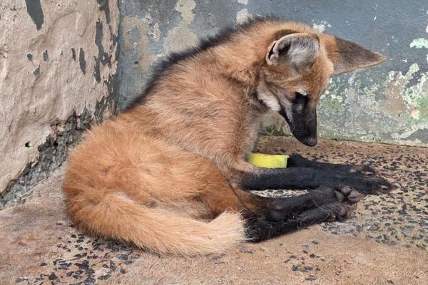 Lobo-guará reabilitado no CETRAS Morro de São Bento será devolvido à natureza nesta quinta-feira (5)