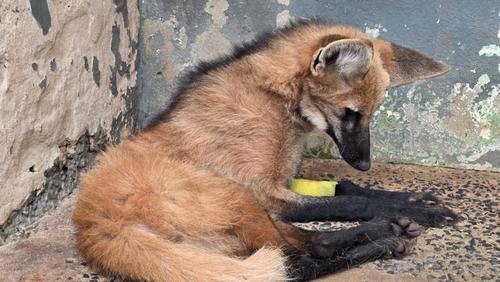 Lobo-guará reabilitado no CETRAS Morro de São Bento será devolvido à natureza nesta quinta-feira (5)