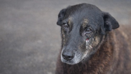 Porteiro precisa se esconder após denunciar caso Orelha: "Está com medo"