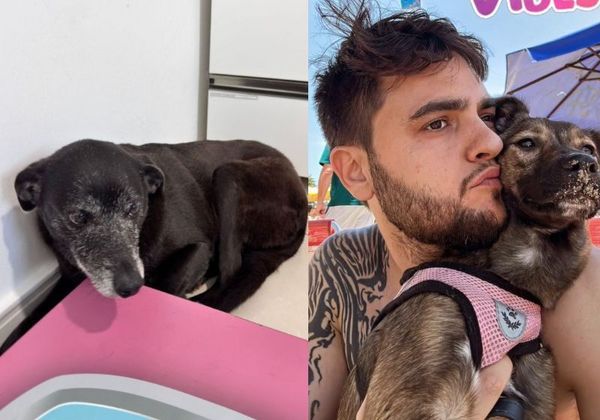 Pretinha, melhor amiga do cão orelha, é adotada por empresário