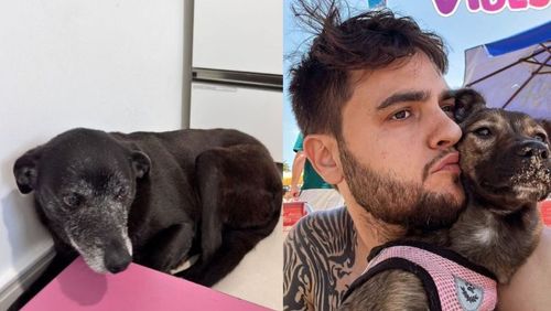 Pretinha, melhor amiga do cão orelha, é adotada por empresário