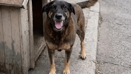 Inquérito da morte de cão Orelha tem inconsistências segundo MP de SC