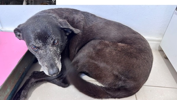 Morre Pretinha, companheira do cão Orelha