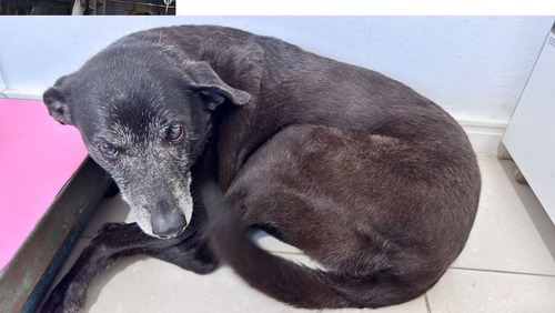 Morre Pretinha, companheira do cão Orelha