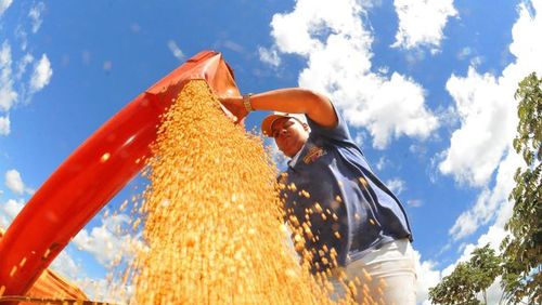 Produção de grãos pode chegar a 353,4 milhões de toneladas