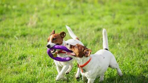 Porto Alegre obriga gravação de banho e tosa em pet shops após solicitação