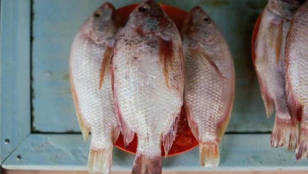 Quaresma impulsiona venda de peixes e peixarias projetam alta de até 40%
