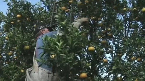 Agronegócio alerta para perda de eficiência com fim da escala 6x1