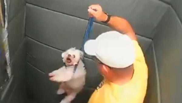 Homem agride cachorro com socos e chutes dentro de elevador em SP
