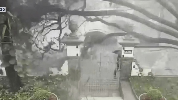 Vídeo: árvore cai e pedestre escapa da morte durante chuvas em BH