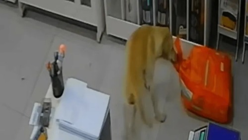 Cadela “furta” saco de ração e viraliza nas redes sociais