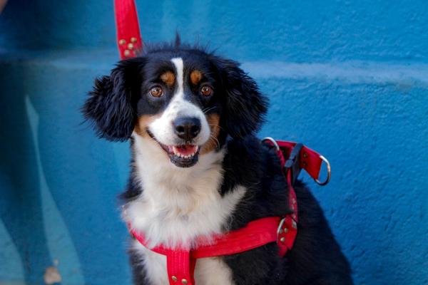 Prefeito Ricardo Silva sanciona Lei “Orelha e Otto”, que proíbe fogos com estampido em Ribeirão Preto