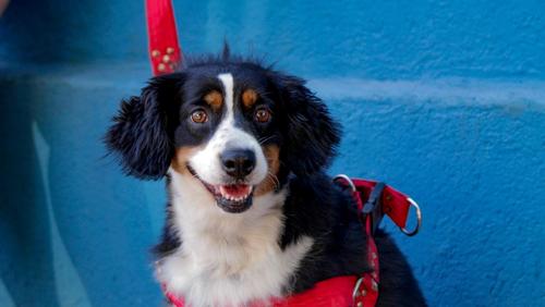 Prefeito Ricardo Silva sanciona Lei “Orelha e Otto”, que proíbe fogos com estampido em Ribeirão Preto