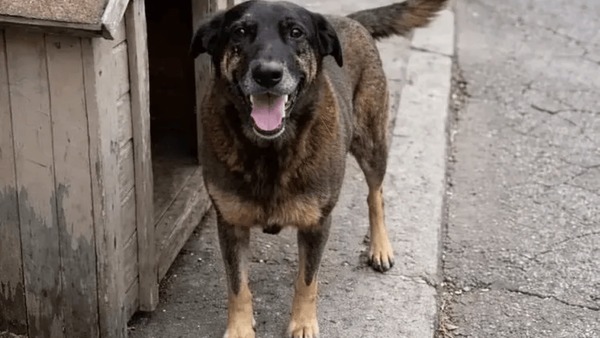 Câmara aprova urgência para PL que torna morte de animais crime hediondo