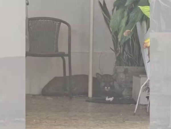 Onça-parda invade garagem de casa em Bauru e assusta morador