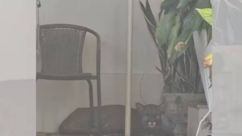 Onça-parda invade garagem de casa em Bauru e assusta morador