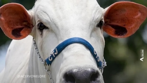 Eduardo Costa e Gustavo Tubarão compram vaca nelore de R$ 2 milhões