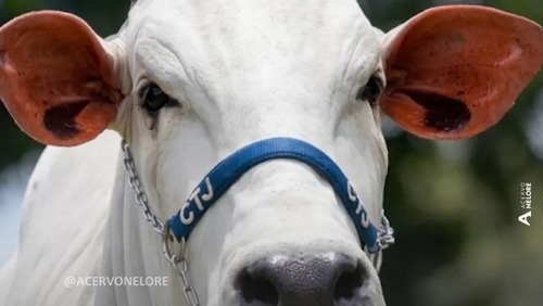 Eduardo Costa e Gustavo Tubarão compram vaca nelore de R$ 2 milhões