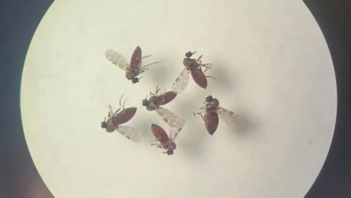 Subnotificados, casos de Oropouche atingem 2% da população brasileira