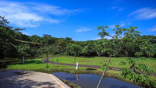 Parque Curupira será fechado temporariamente para retirada de enxame de abelhas nesta segunda-feira (30)