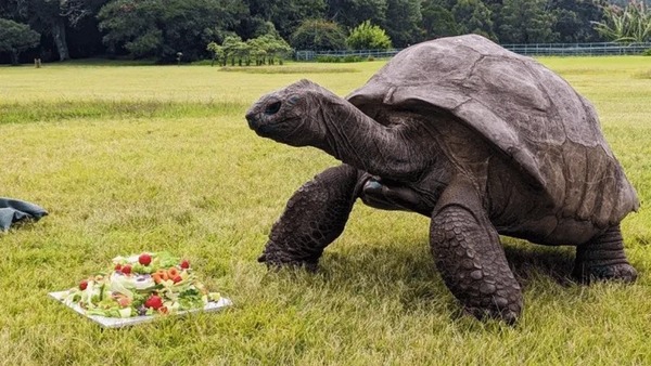 Morre Jonathan, animal terrestre mais velho do mundo, aos 193 anos