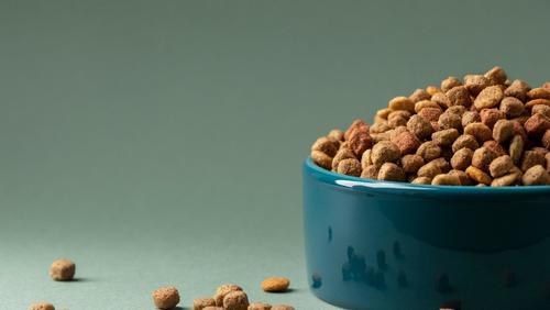 Prefeitura de Ribeirão Preto encaminha projeto para criação de bancos de ração e medicamentos para pets