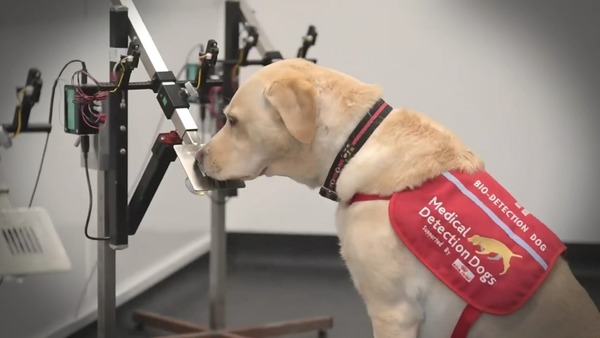 Cães farejadores auxiliam na detecção precoce de câncer na Inglaterra
